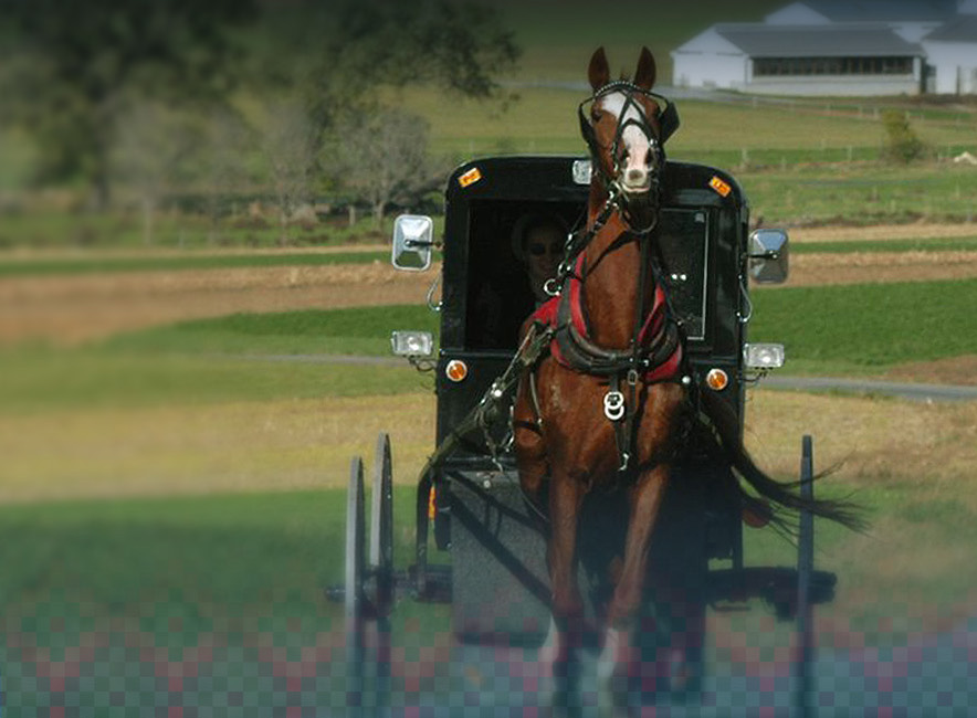 eds buggy rides